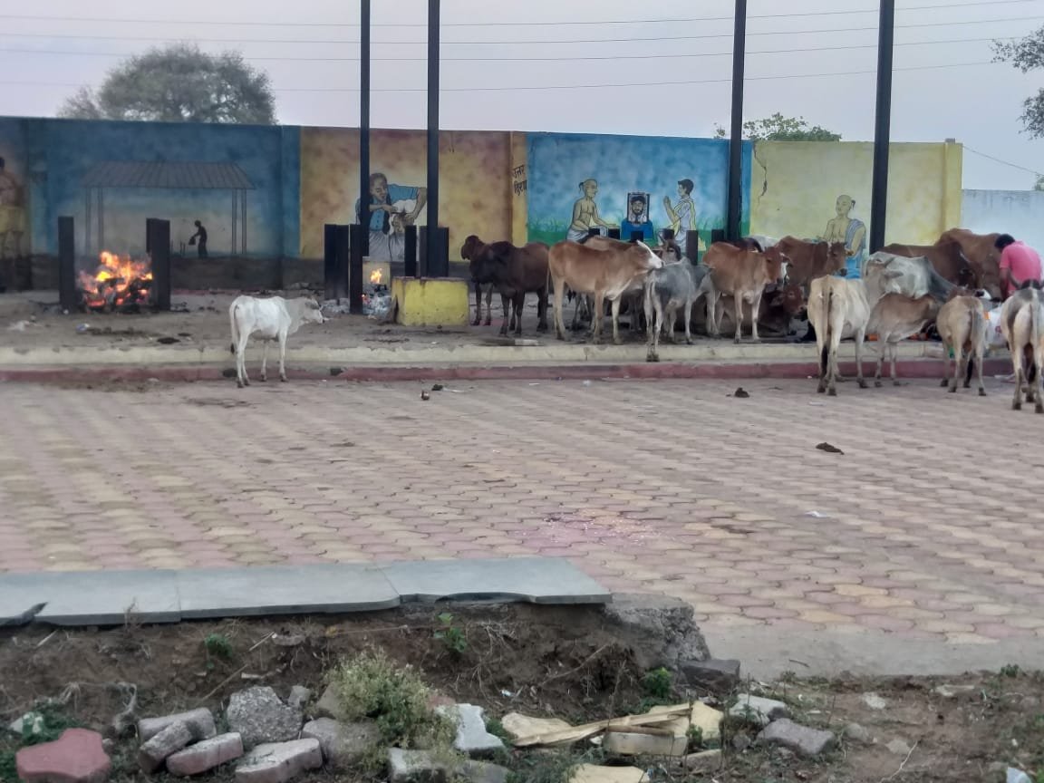 मुक्तिधाम में मवेशियों का जमावड़ा, ये नजर नहीं आ रहा शहर के जिम्मेदारों को…