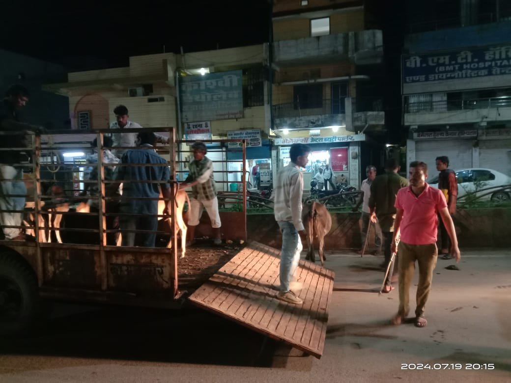 सड़कों पर बेतहाशा मवेशी, हर बार कार्रवाई फिर भी हालत जस के तस