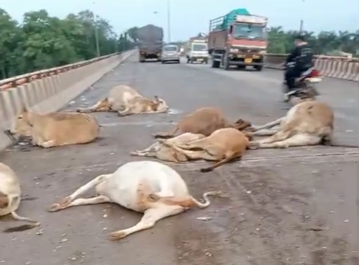 शर्म तक बेच खाए जिम्मेदार, हाईकोर्ट के आदेश भी हर बार दरकिनार, अब भी सड़क पर मवेशी, दो दिन पहले 9 मवेशी को भारी वाहन ने कुचला