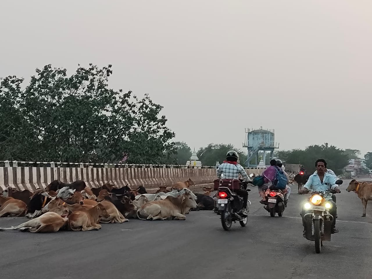 देवरबीजा के नायब तहसीलदार ने सड़क पर उतरकर मवेशियों को हटाया