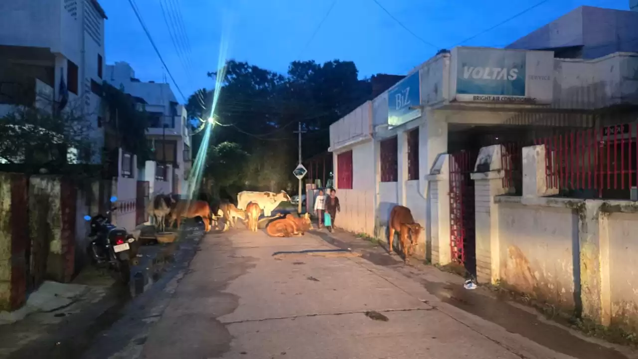 दुर्ग की सड़कों पर मौत बनकर बैठे मवेशी, अरुण वोरा ने खुद फोटो खींचकर दिखाया कड़वा सच,कहा- अब प्रशासन को जागना ही होगा