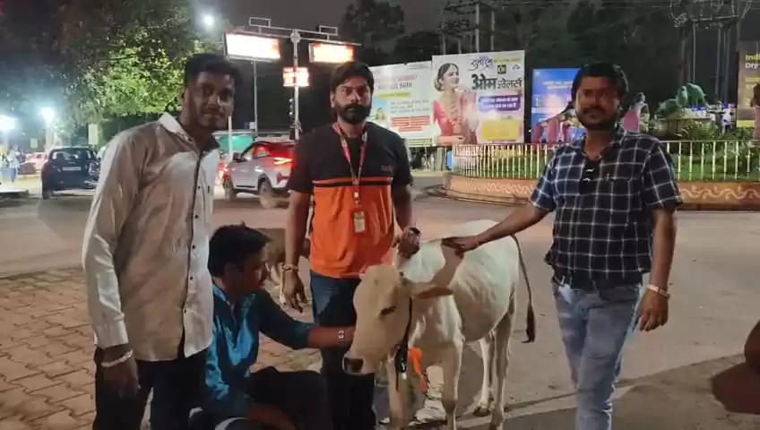 हादसों से बचने के लिए छत्तीसगढ़ मीडिया एसोसिएशन दुर्ग ने गोवंशों के गले में पहनाया रेडियम बेल्ट