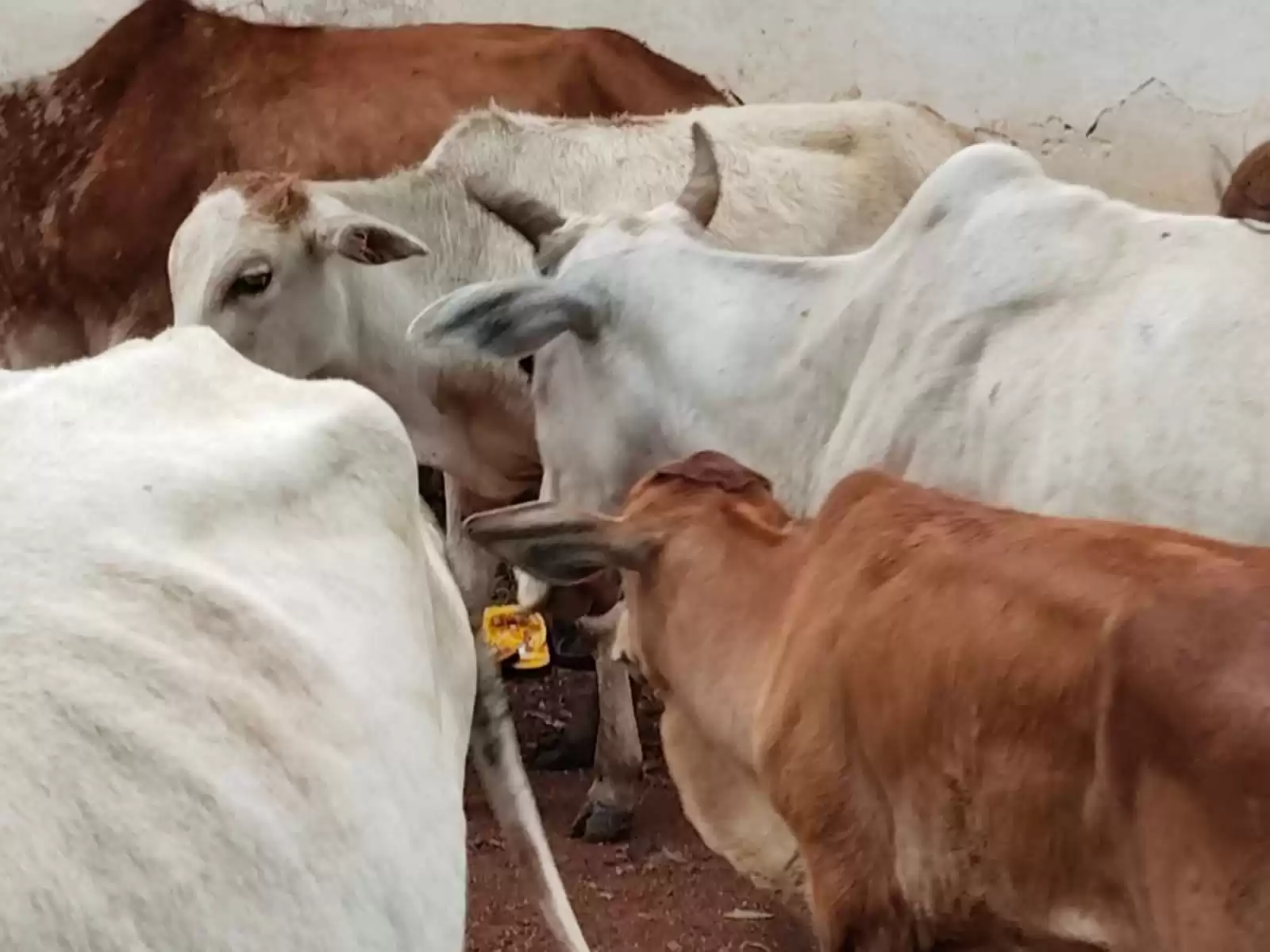 गौशाला संचालन हेतु अभिरुचि पत्र आमंत्रित, 6 अक्टूबर तक होंगे जमा