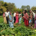 सीईओ जिला पंचायत ने किया एकीकृत फार्मिंग क्लस्टर का निरीक्षण, महिलाओं की आय बढ़ाने पर दिया जोर