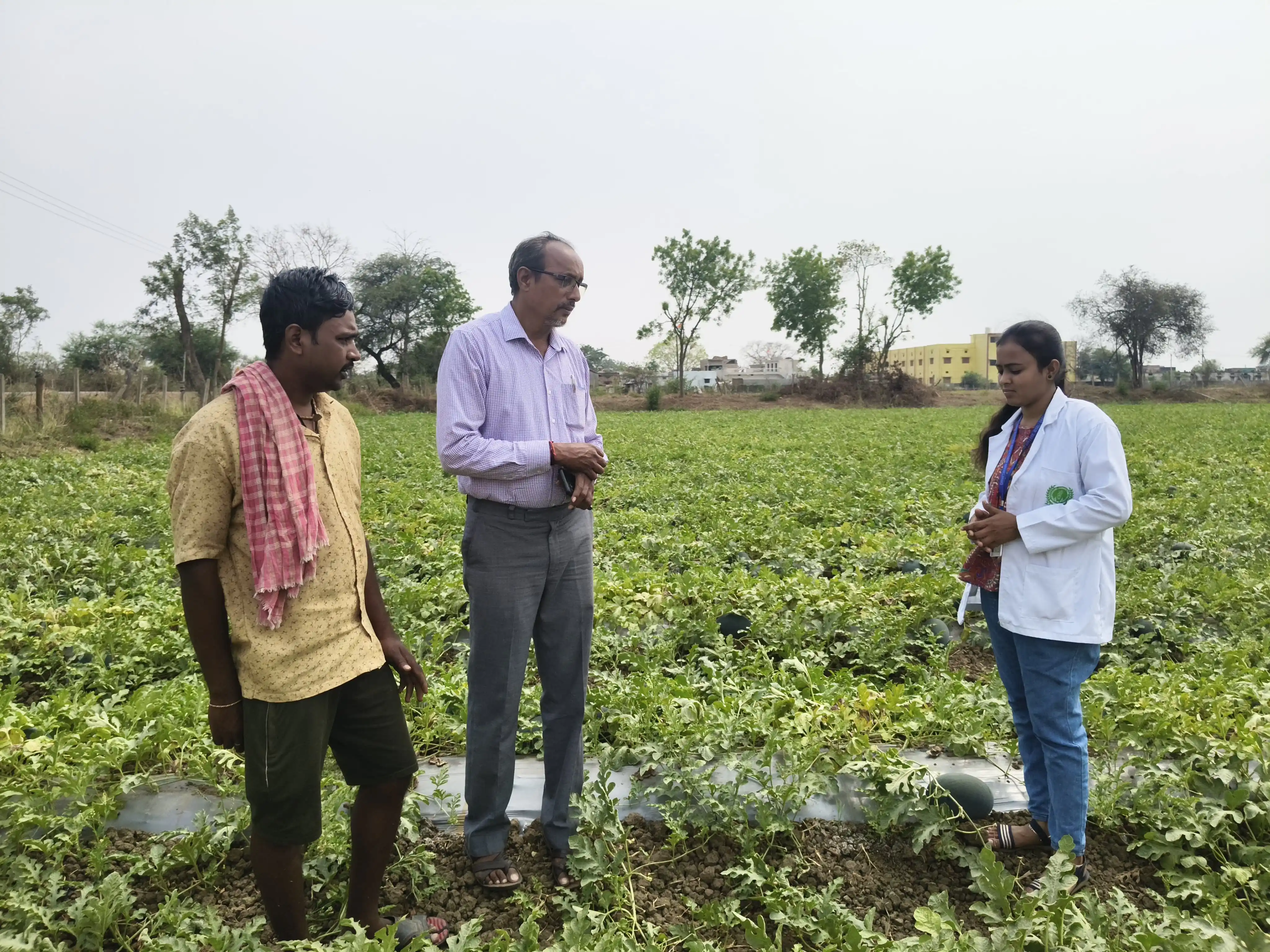 तरबूज की खेती बनी किसानों की पहली पसंद