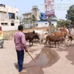 आवारा मवेशियों पर नियंत्रण के लिए निगम का विशेष अभियान शुरू
