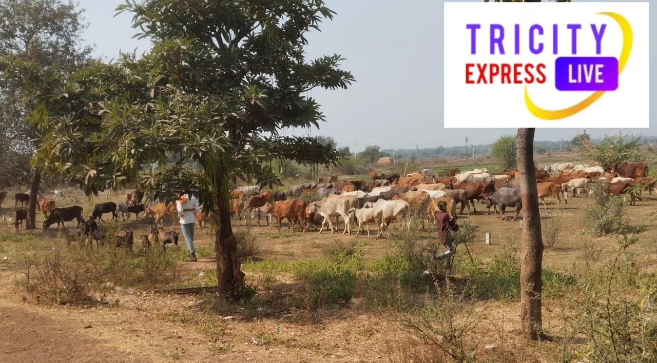 तस्करी और गौवंश वध से जुड़े कानूनी प्रावधान और सजाओं का नहीं असर