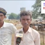 मोहभट्ठा में मवेशियों की देखभाल के लिए बनाई गई समिति, 500 मवेशियों के लिए तीन ग्रामीणों को रखा गया