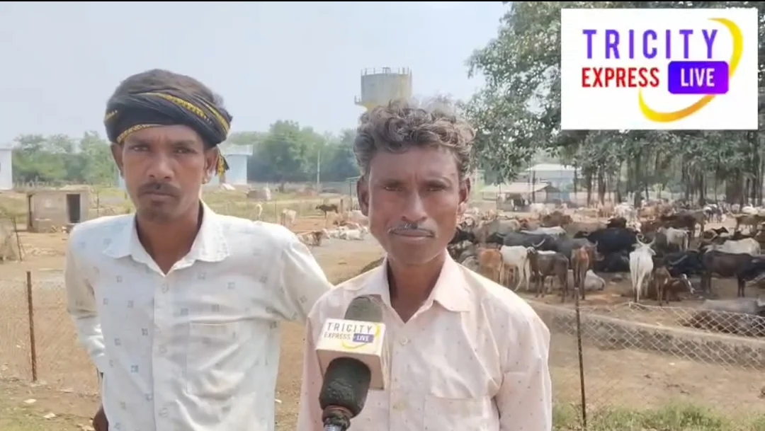 मोहभट्ठा में मवेशियों की देखभाल के लिए बनाई गई समिति, 500 मवेशियों के लिए तीन ग्रामीणों को रखा गया
