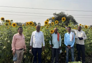 ग्राम नेवनारा में सूरजमुखी की खेती से खुल रहे समृद्धि के नए रास्ते, कृषि विभाग के मार्गदर्शन से 1 एकड़ से बढ़कर 37 एकड़ तक पहुंचा रकबा