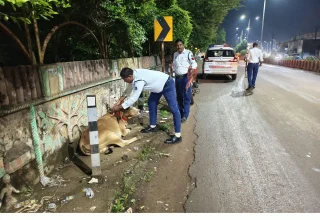 यातायात बेमेतरा पुलिस टीम ने सड़क पर बैठे एवं विचरण करने वाले गौवंशों के गले में बांधी रेडियम पट्टी